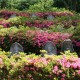 近江の催し：2011年6月